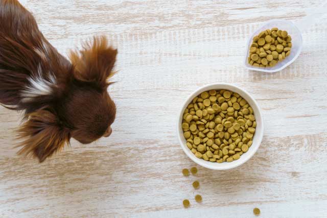 犬と猫の自然食のイメージ写真